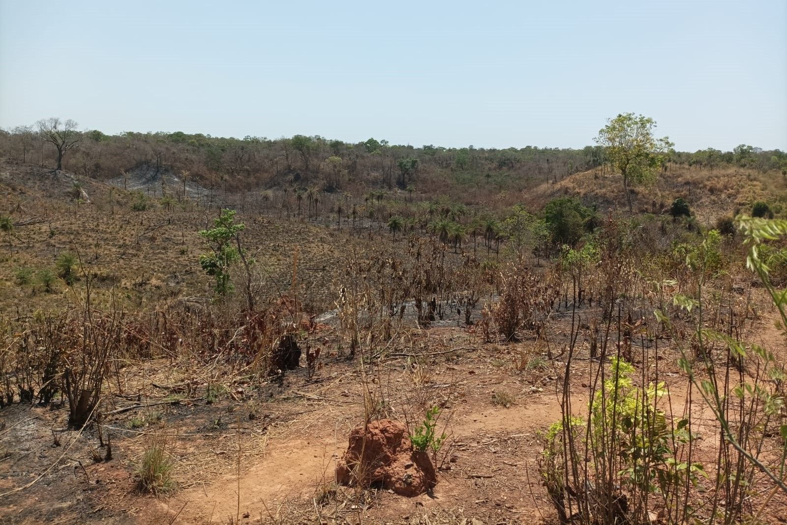 O incêndio ocorreu no dia 28 de agosto, na região do Cedro, zona rural de Centenárioe impactou 21 famílias
