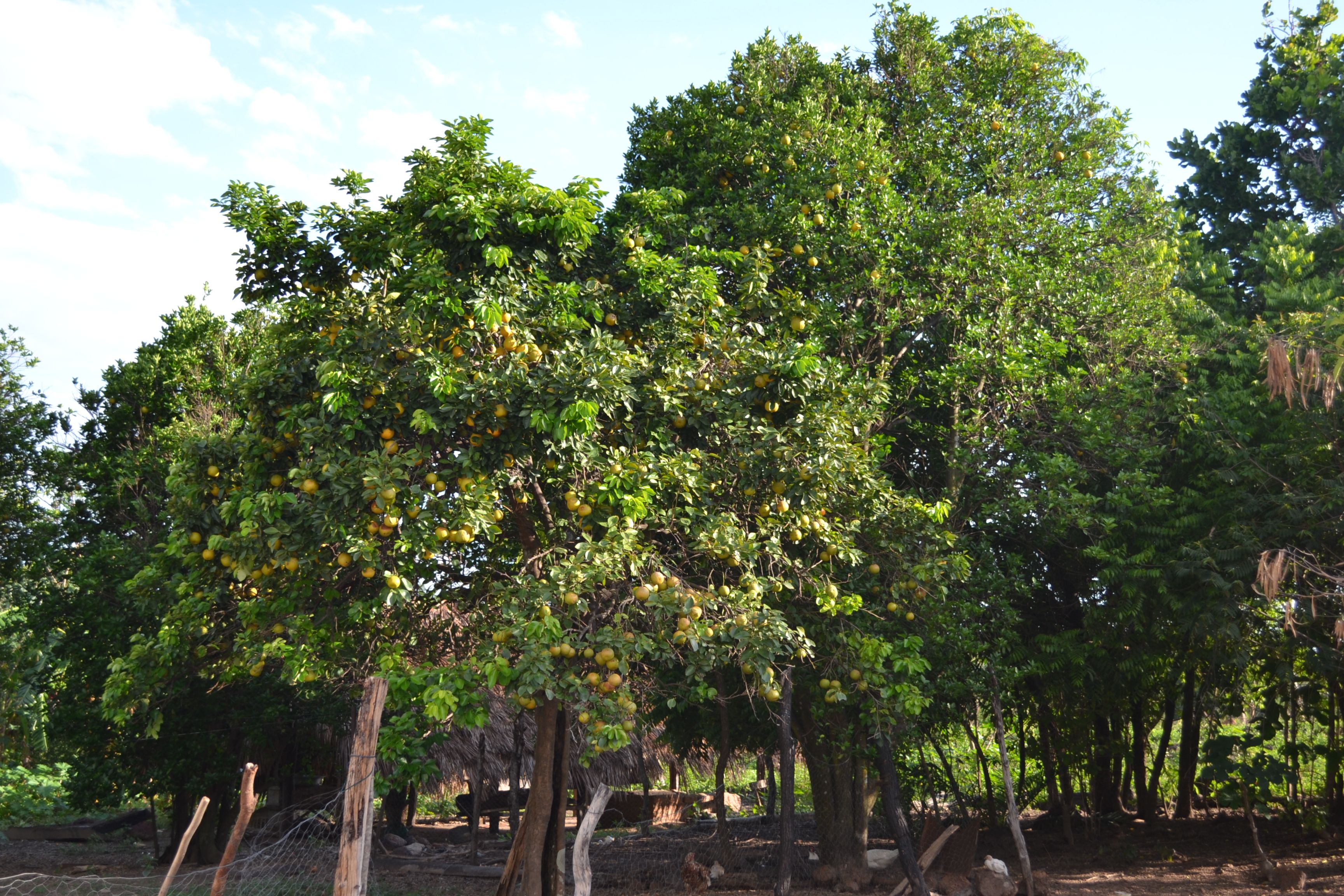 Plantação de Laranja