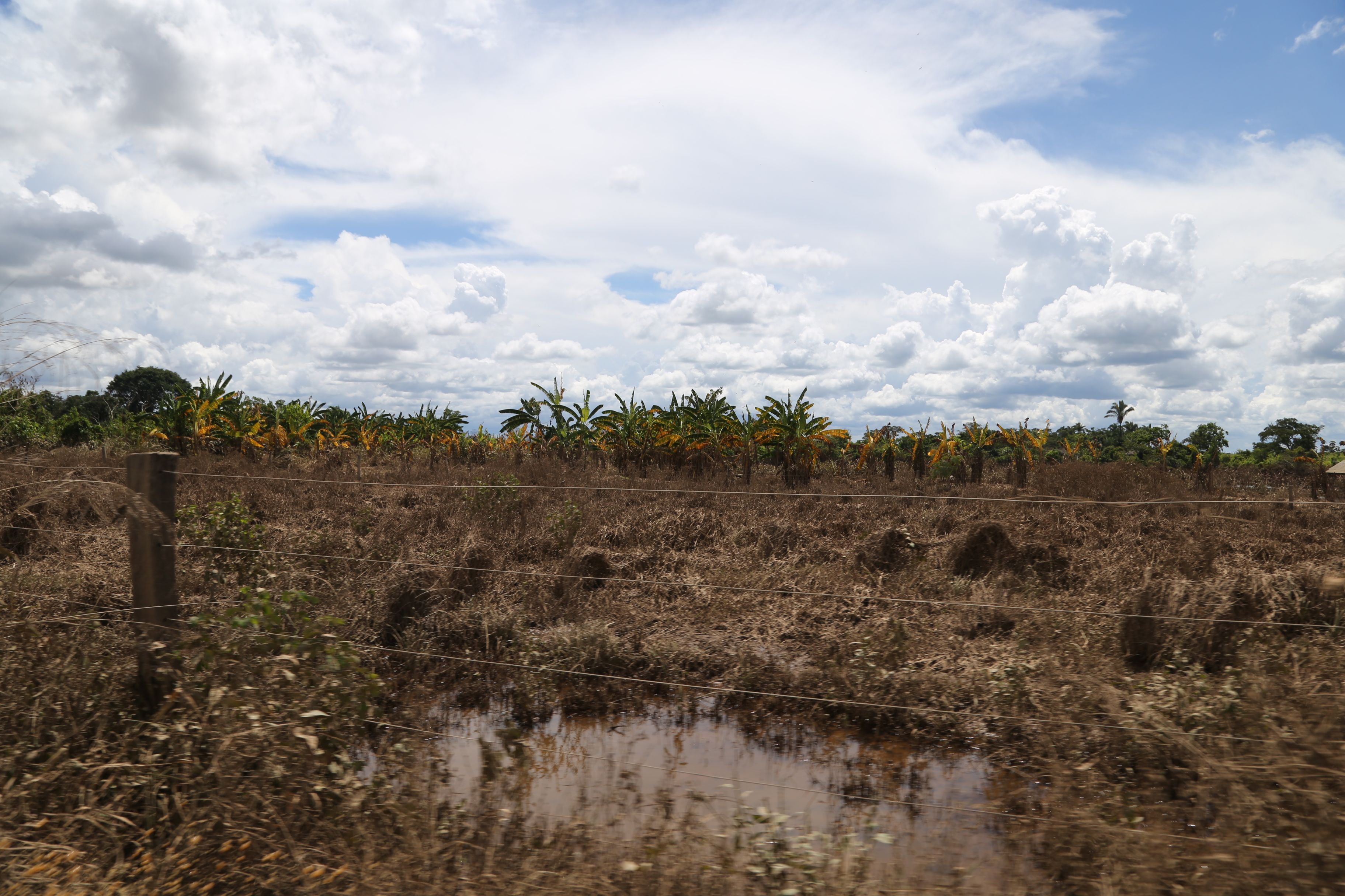 Plantação afetada pela cheia das águas