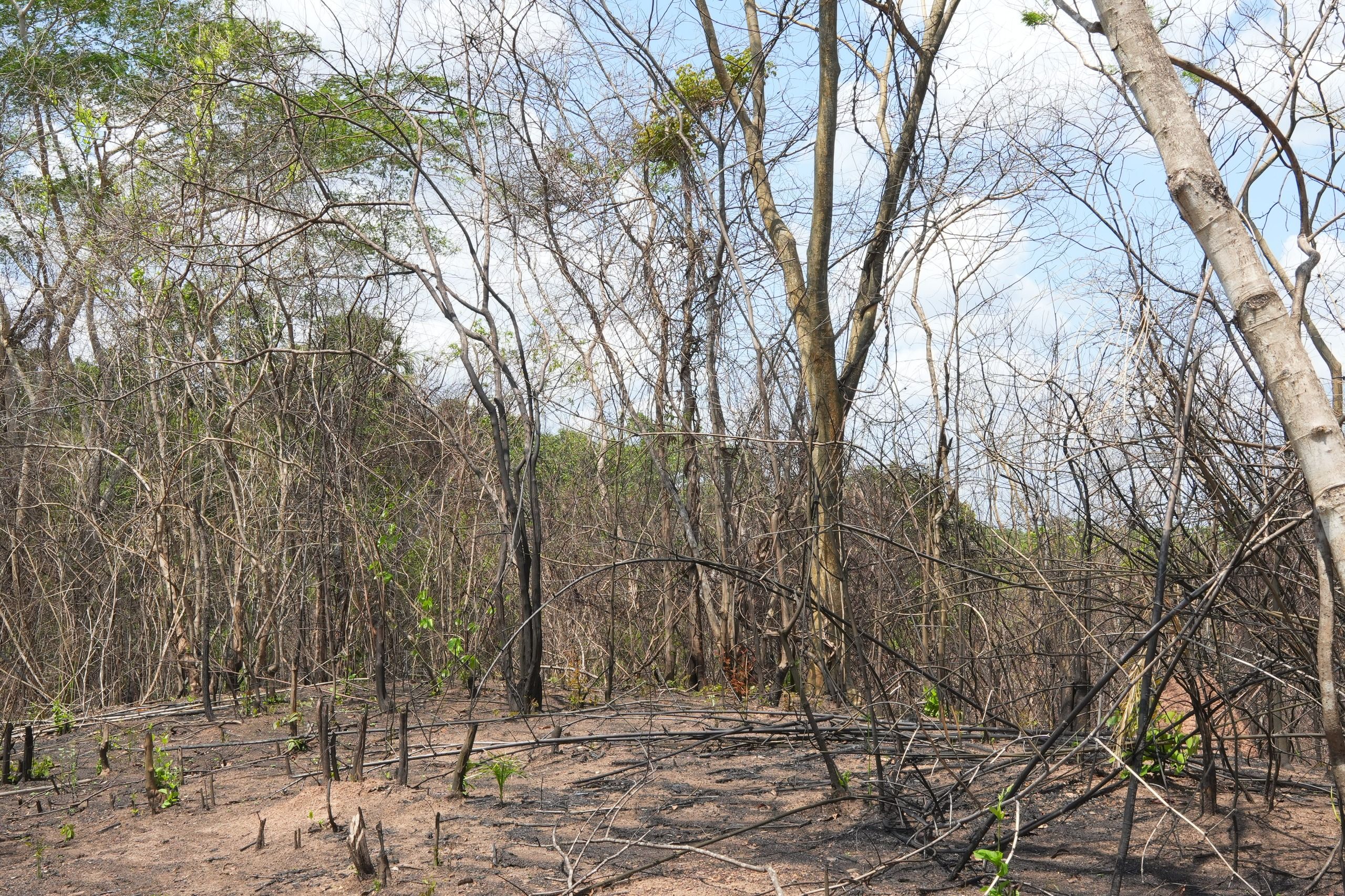 Áreas afetadas pelo fogo tentam se recuperar