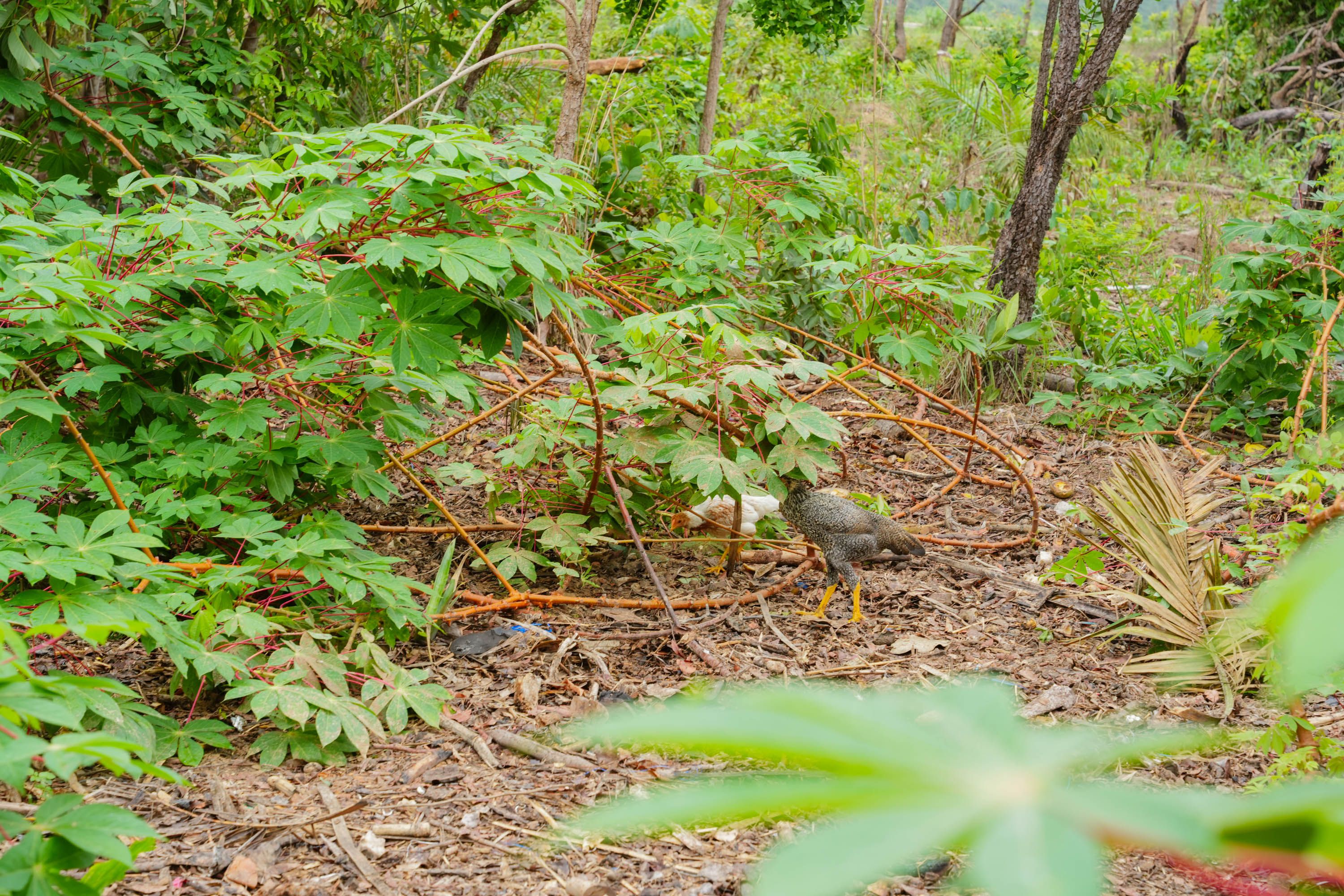 A comunidade promove plantações e a criação de animais para a própria subsistência
